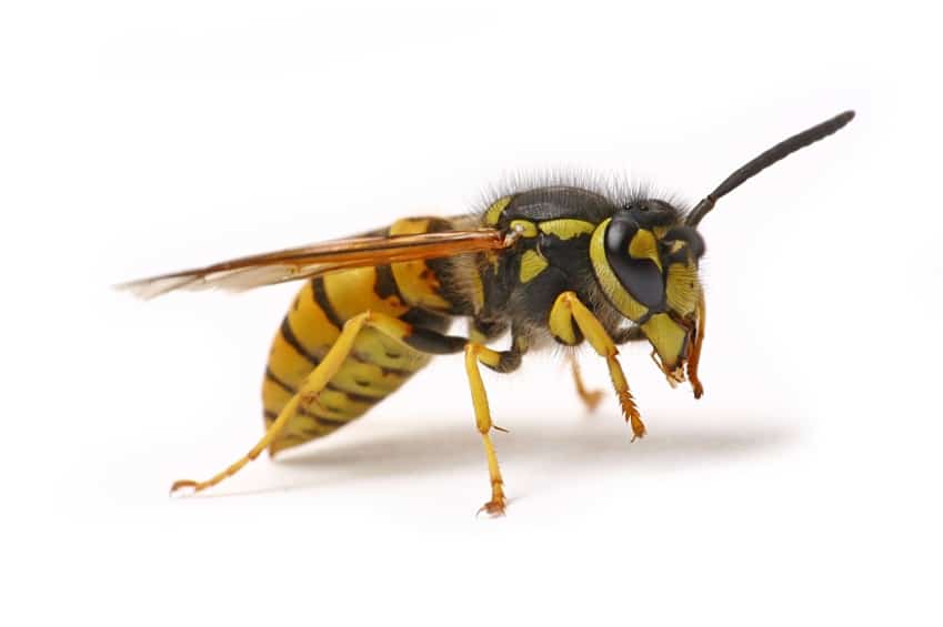 Wespenvertreiben - Natürliche Methoden zur Wespenabwehr
